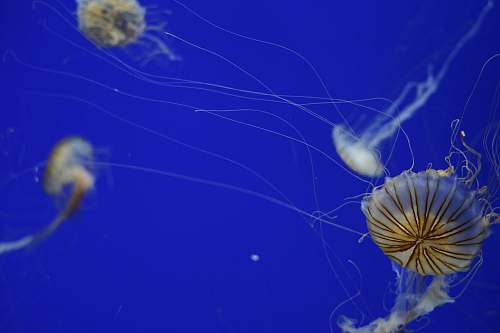 sea life jelly fish wallpaper invertebrate